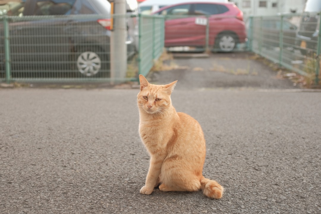 orange tabby cat on gray asphalt road during daytime