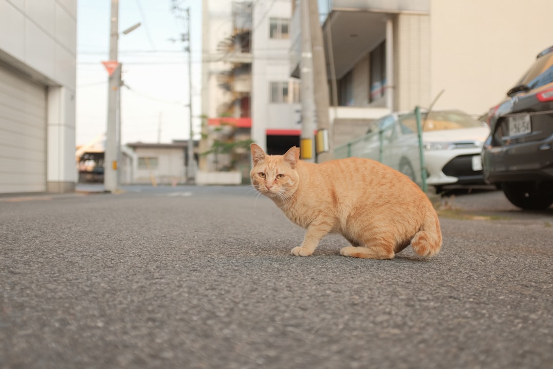 orange tabby cat on gray concrete floor