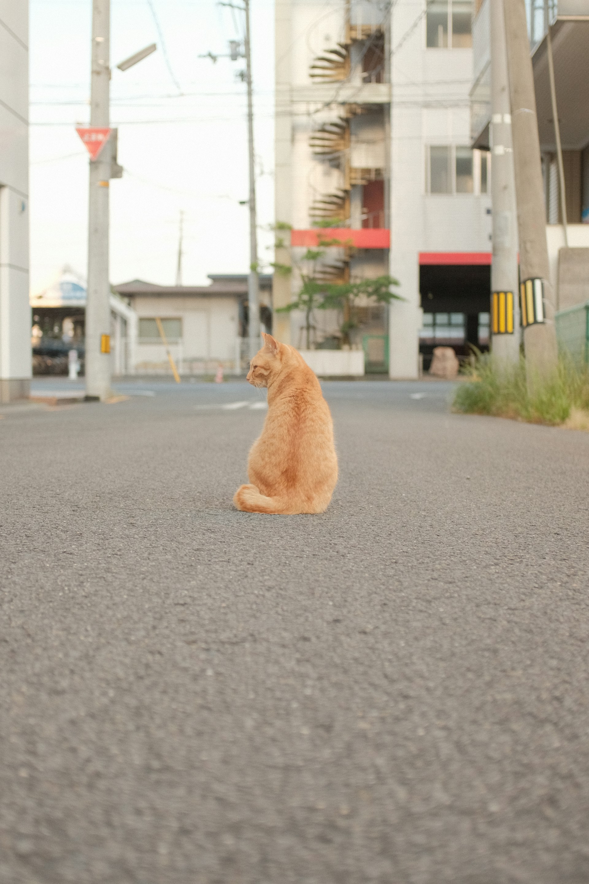 orange tabby cat on gray asphalt road during daytime