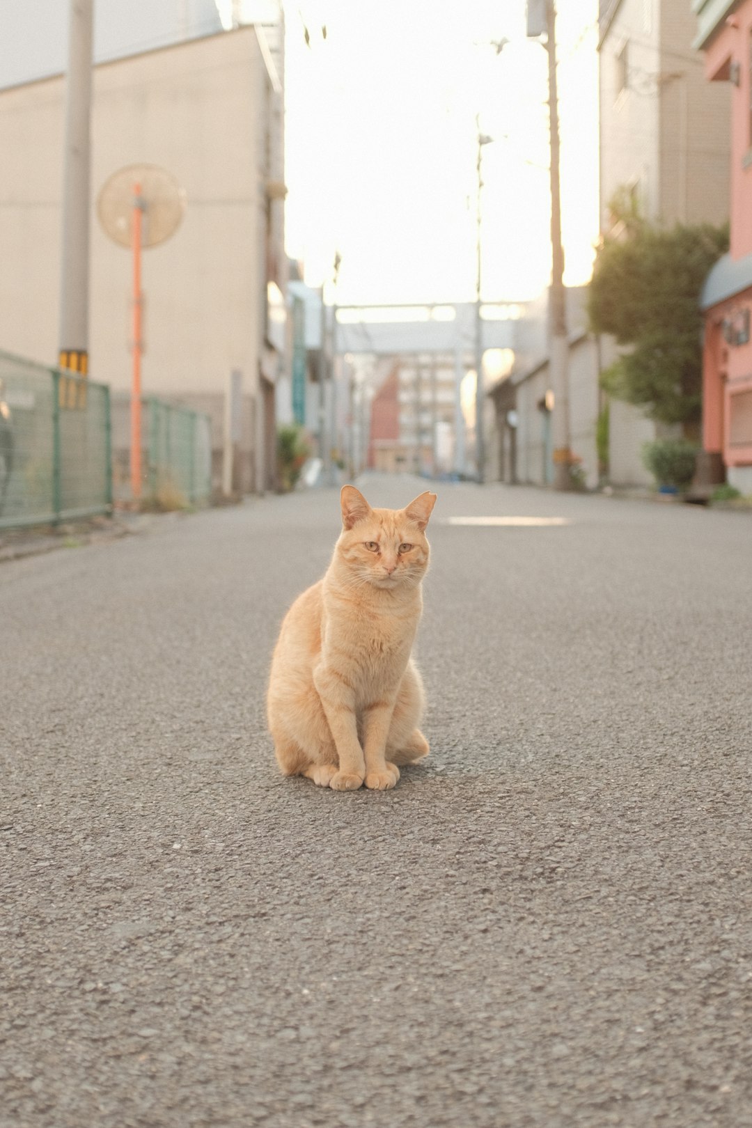 orange tabby cat on road during daytime
