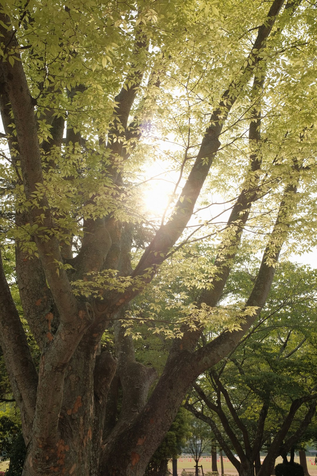 green and brown trees during daytime