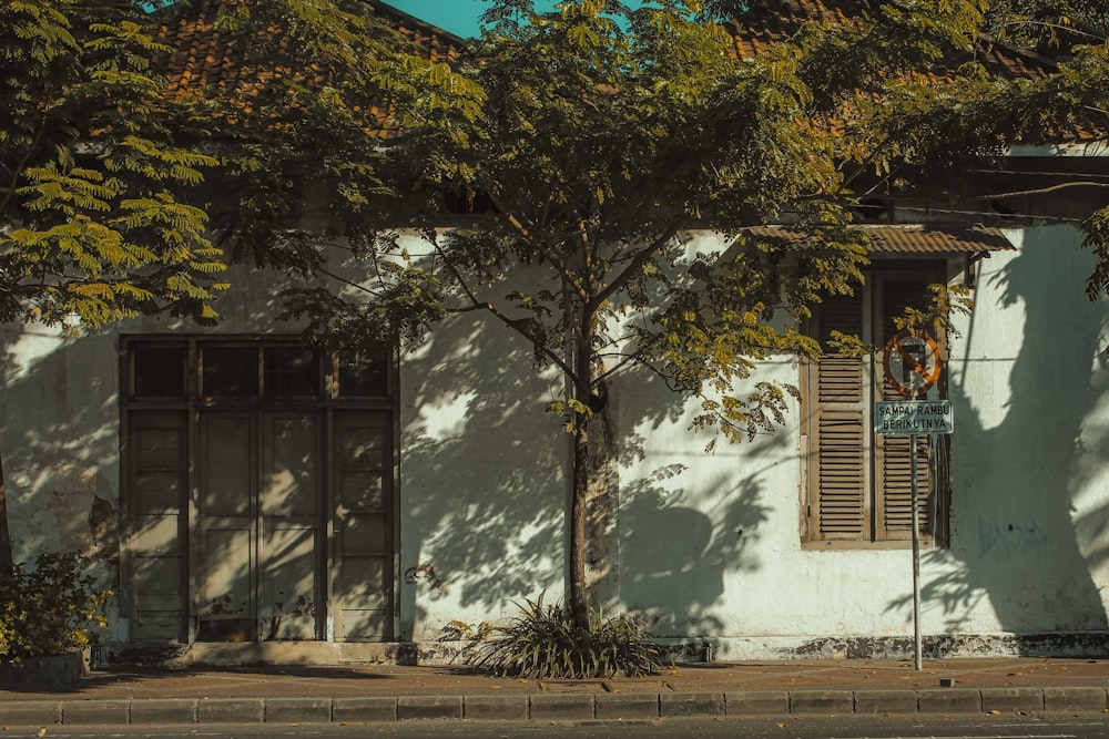 green tree beside white concrete building