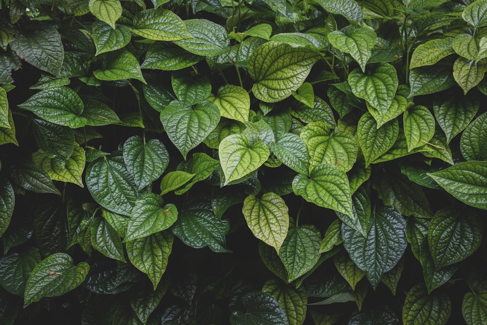 green leaves with water droplets