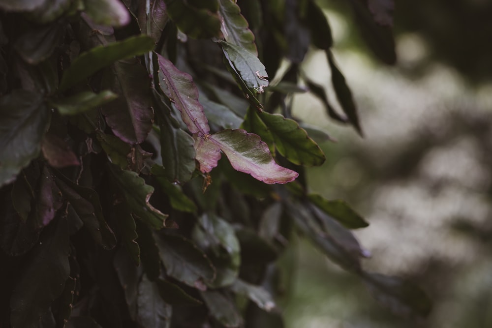 green and purple leaves in tilt shift lens