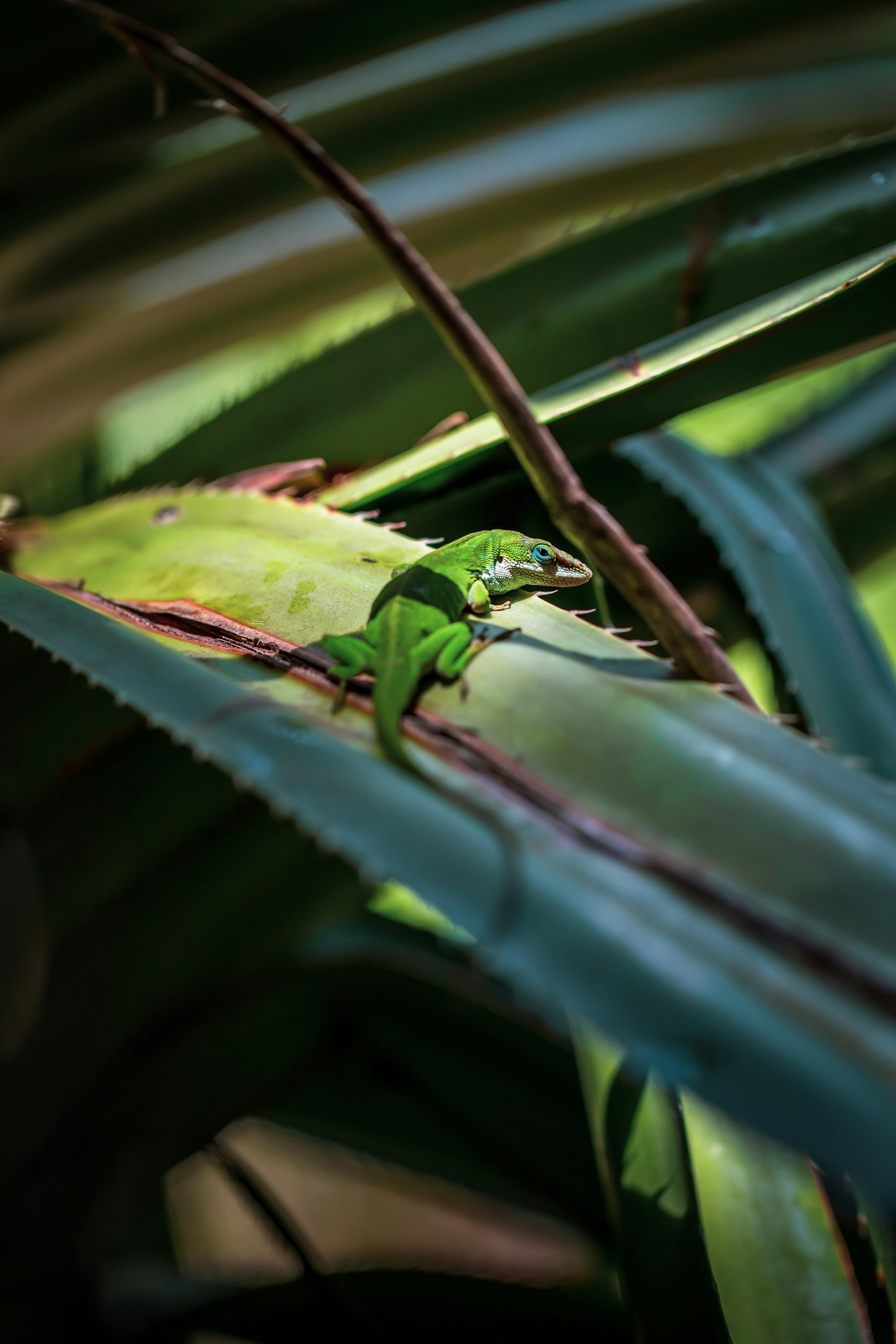 green frog on green leaf