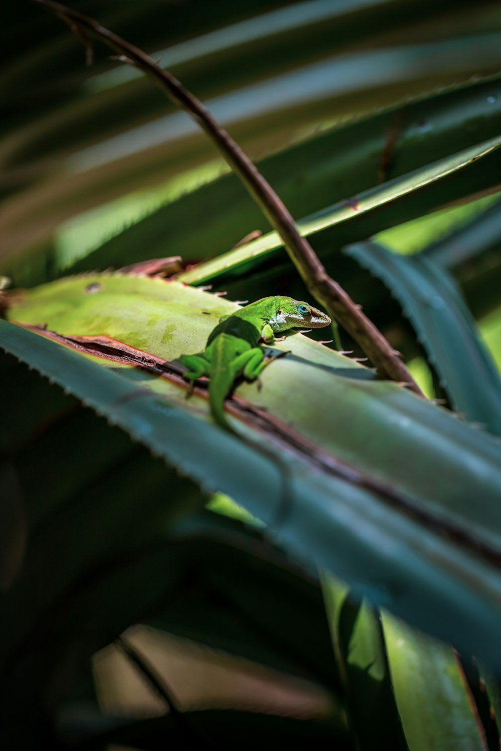 green frog on green leaf