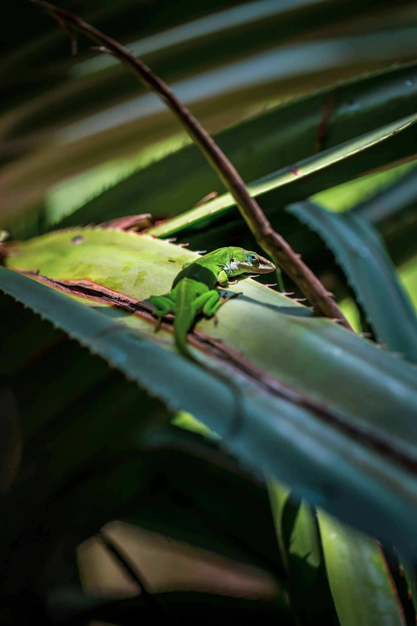 Canon EOS 6D Mark II + Canon EF 100mm F2.8L Macro IS USM sample photo. Green frog on green photography