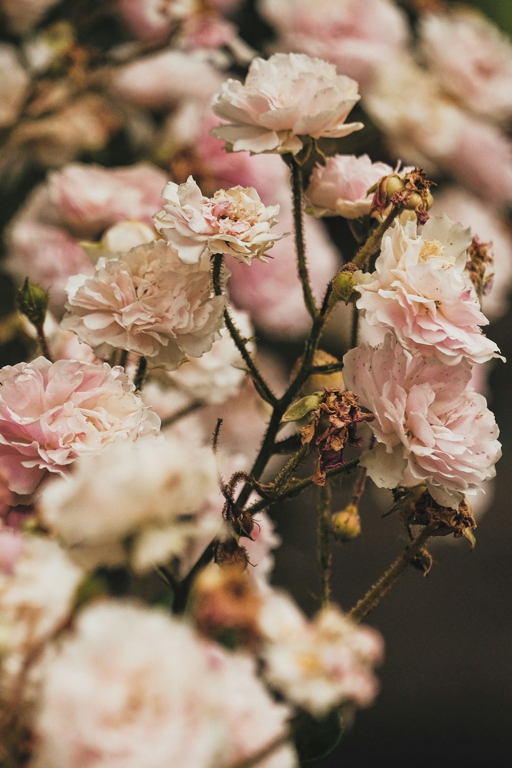 pink cherry blossom in close up photography