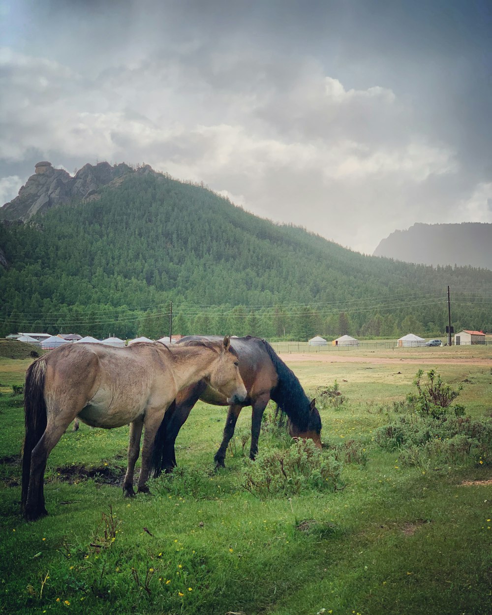 brown horse on green grass field during daytime