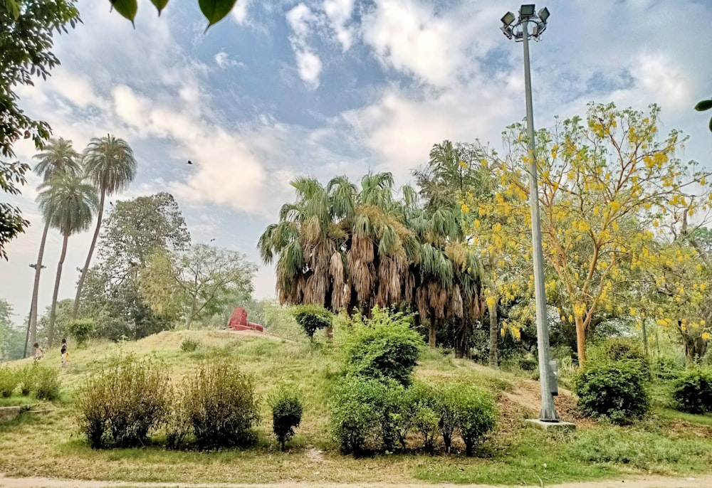 green and brown trees under blue sky during daytime