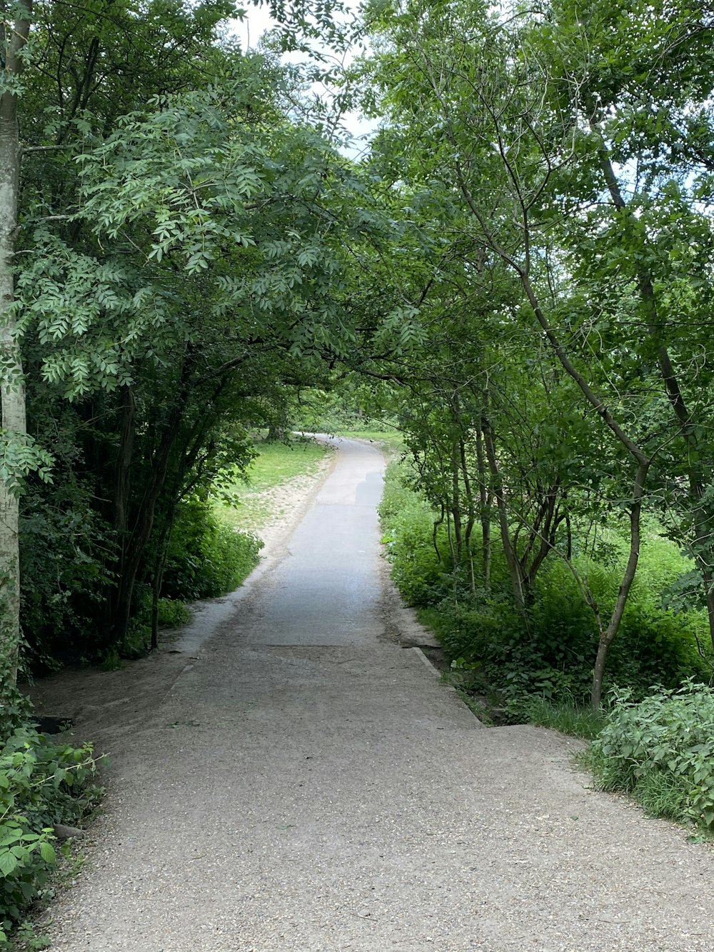 gray concrete pathway between green trees during daytime