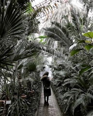 A person walks through a lush, green conservatory filled with various tropical plants and palm trees. The path is made of bricks and is surrounded by dense foliage. Soft, natural light filters through the glass ceiling, illuminating the greenery.