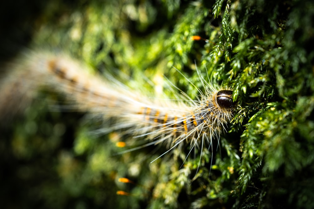 brown and white caterpillar on green plant