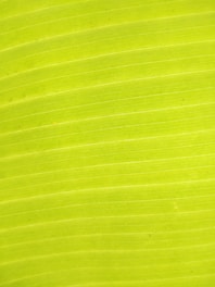 green and white striped textile