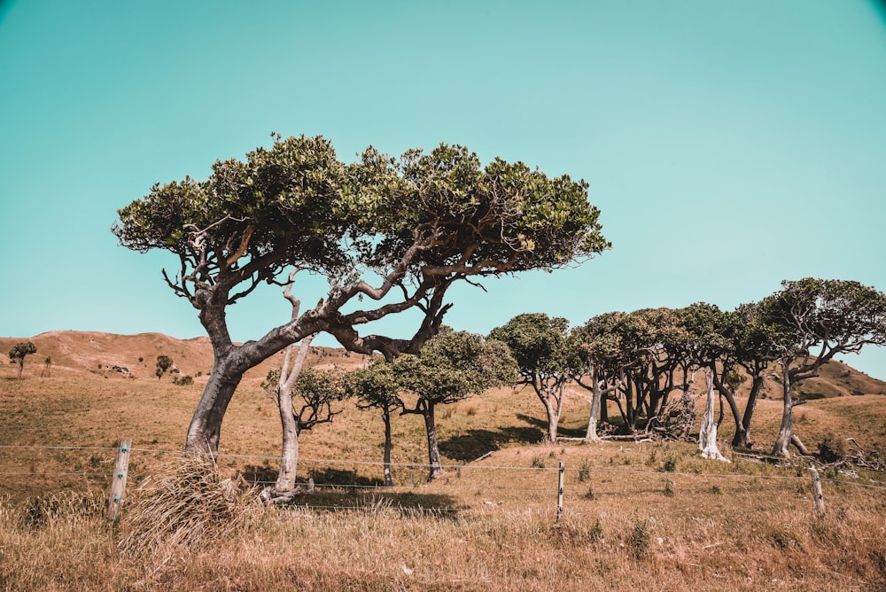 green trees on brown grass field during daytime