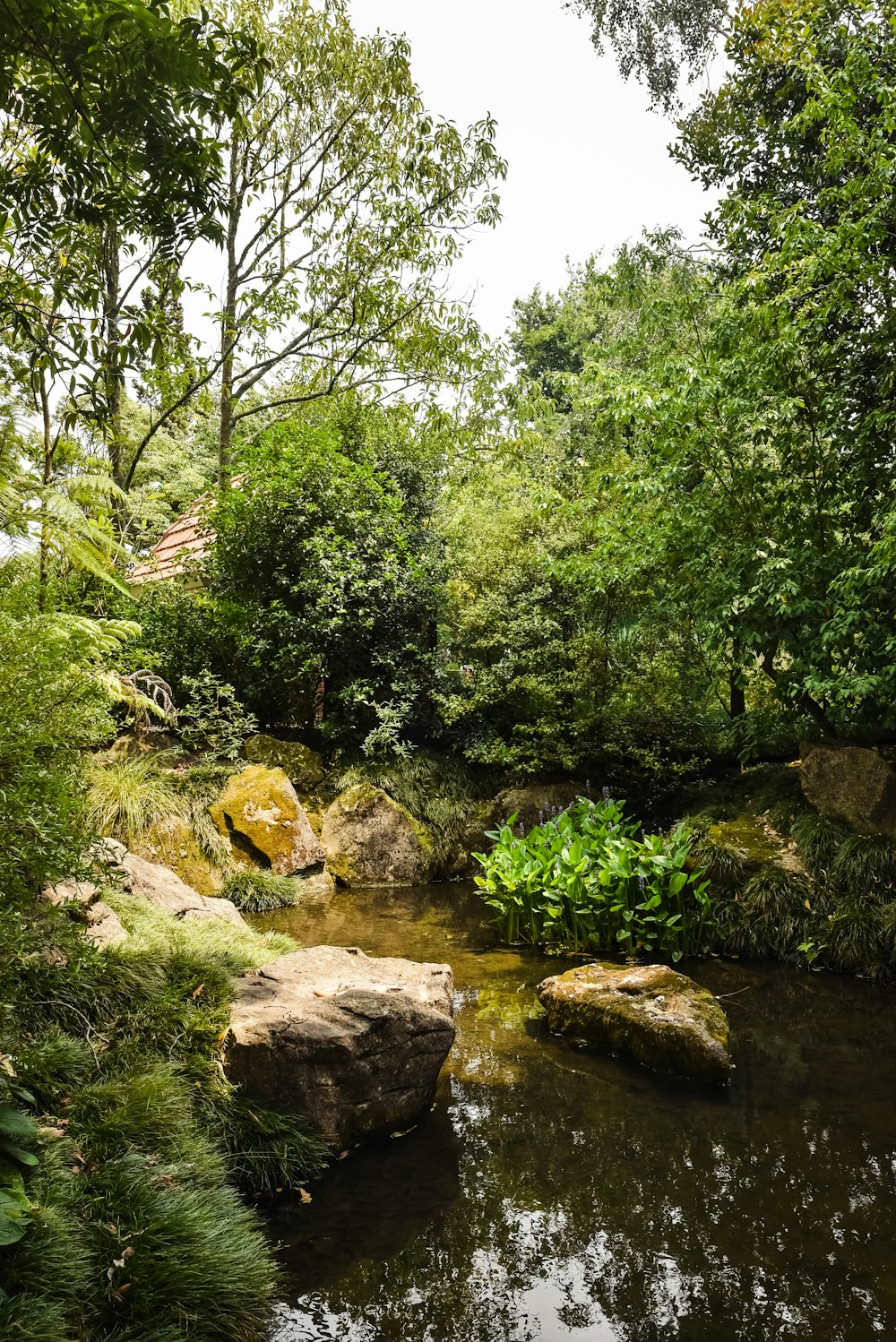 green trees and brown rocks