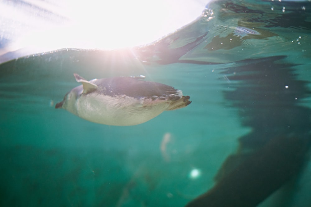 white and black penguin in water