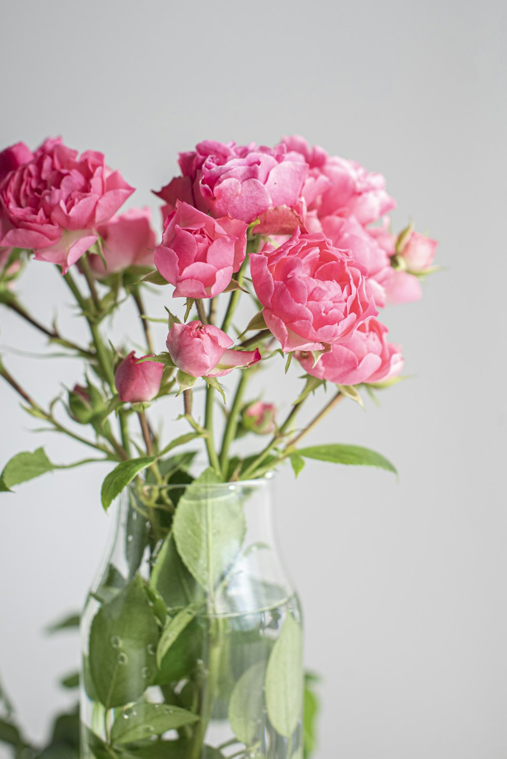 pink flowers in clear glass vase