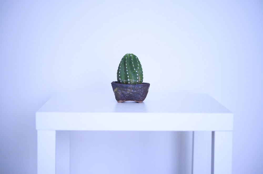 green cactus on brown pot on white wooden shelf