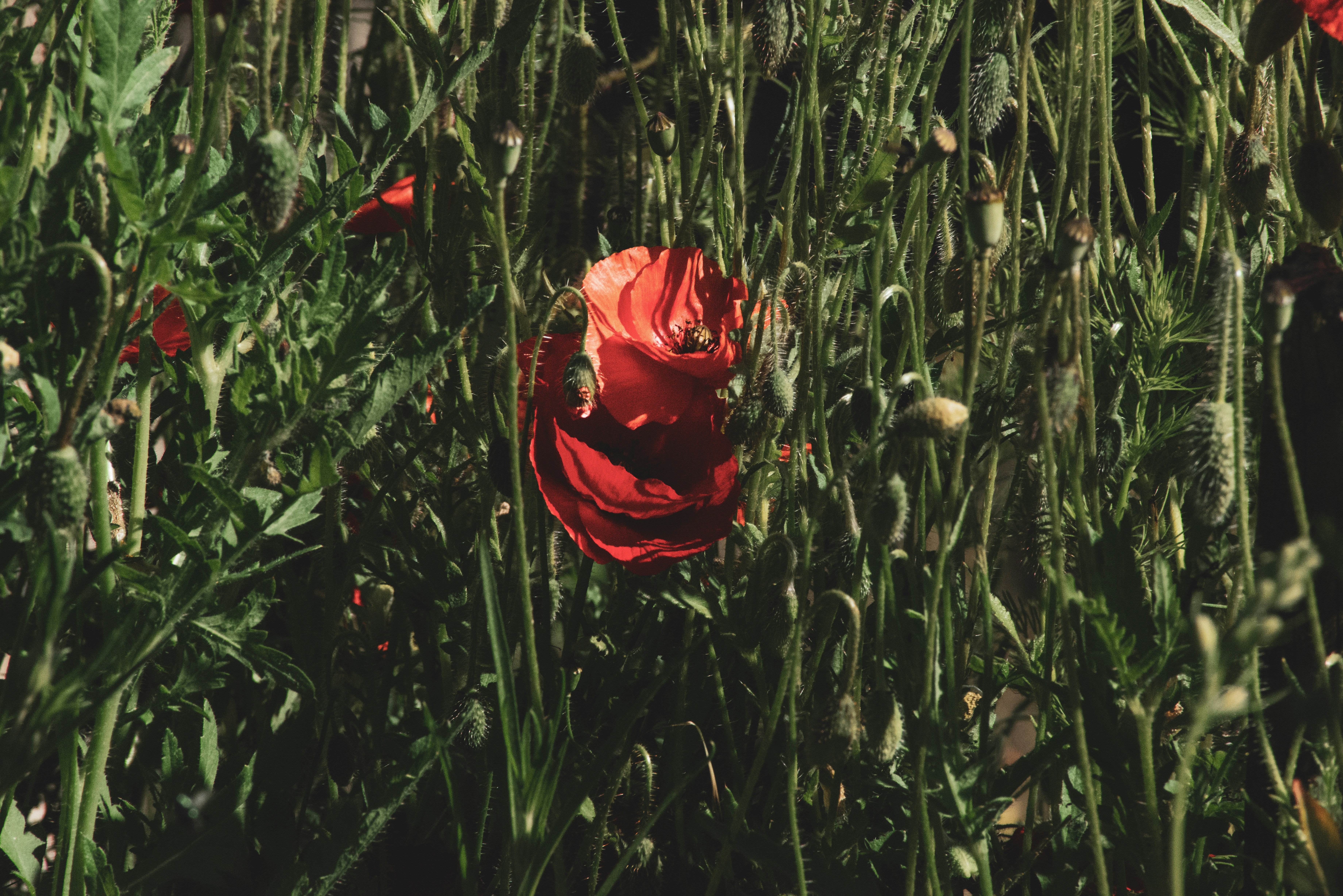 rosa vermelha em flor durante o dia