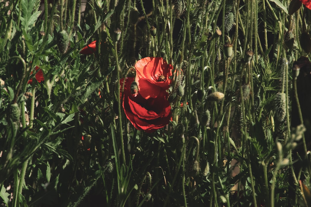 red rose in bloom during daytime