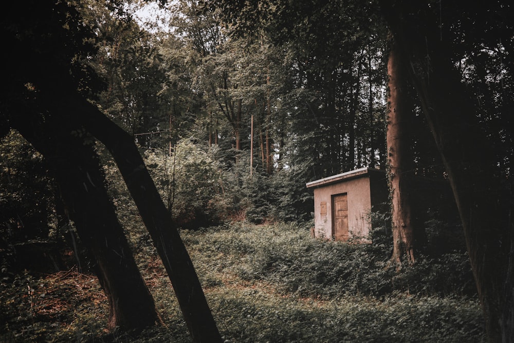 white wooden shed in the middle of forest during daytime