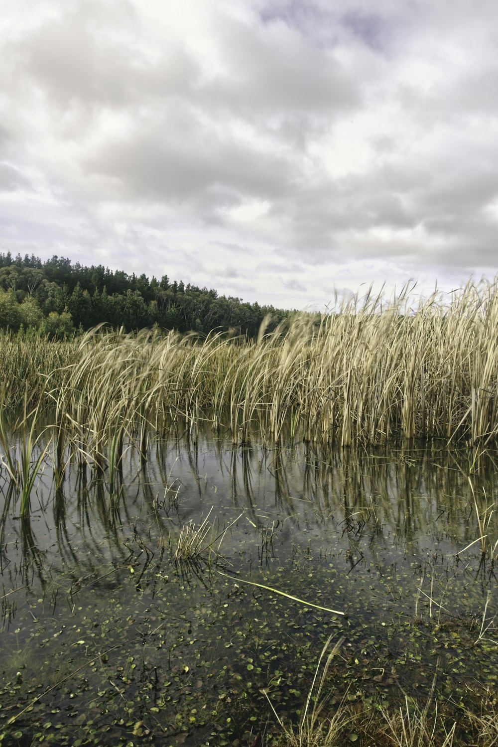 a body of water surrounded by tall grass