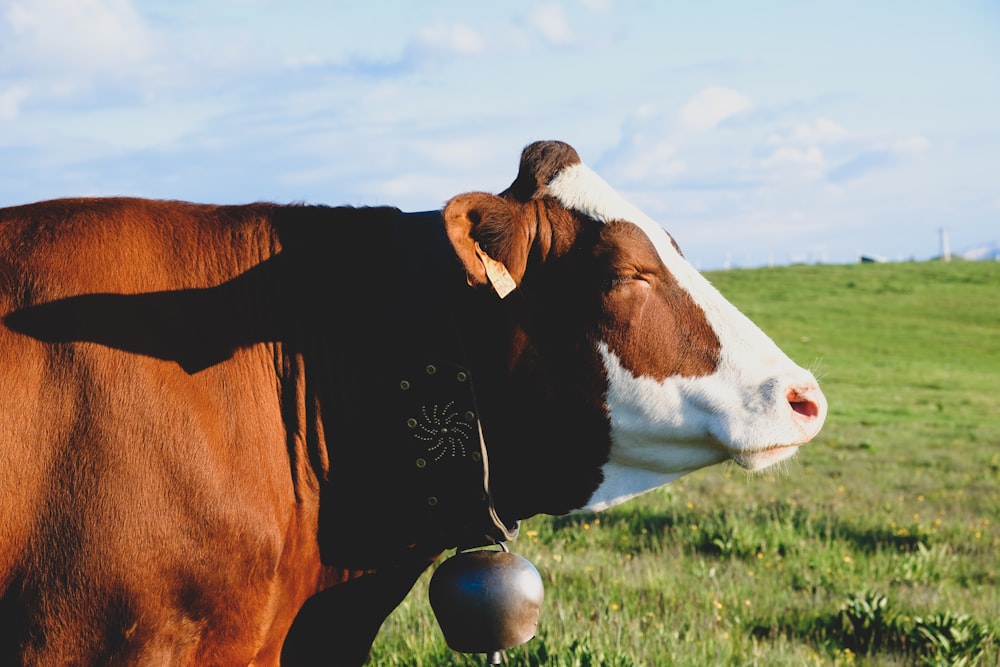 brown and white cow on green grass field under blue sky during daytime