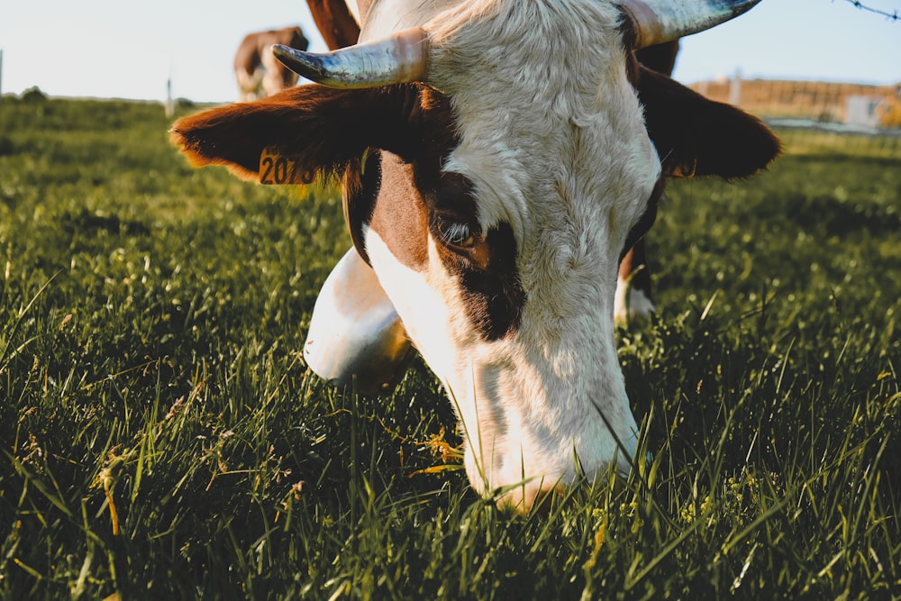 white and brown cow on green grass during daytime