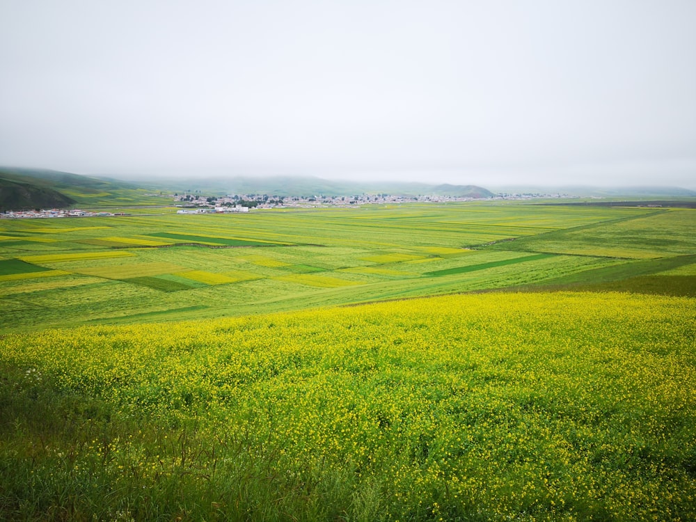 green grass field under white sky during daytime