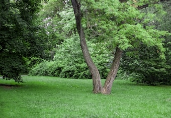 A lush green landscape featuring a tree with two main trunks stands prominently in the center. Surrounding the tree is a dense collection of green shrubs and bushes. The grass is vibrantly green, suggesting a well-maintained or natural area. The light filtering through the leaves gives a serene and peaceful feel.