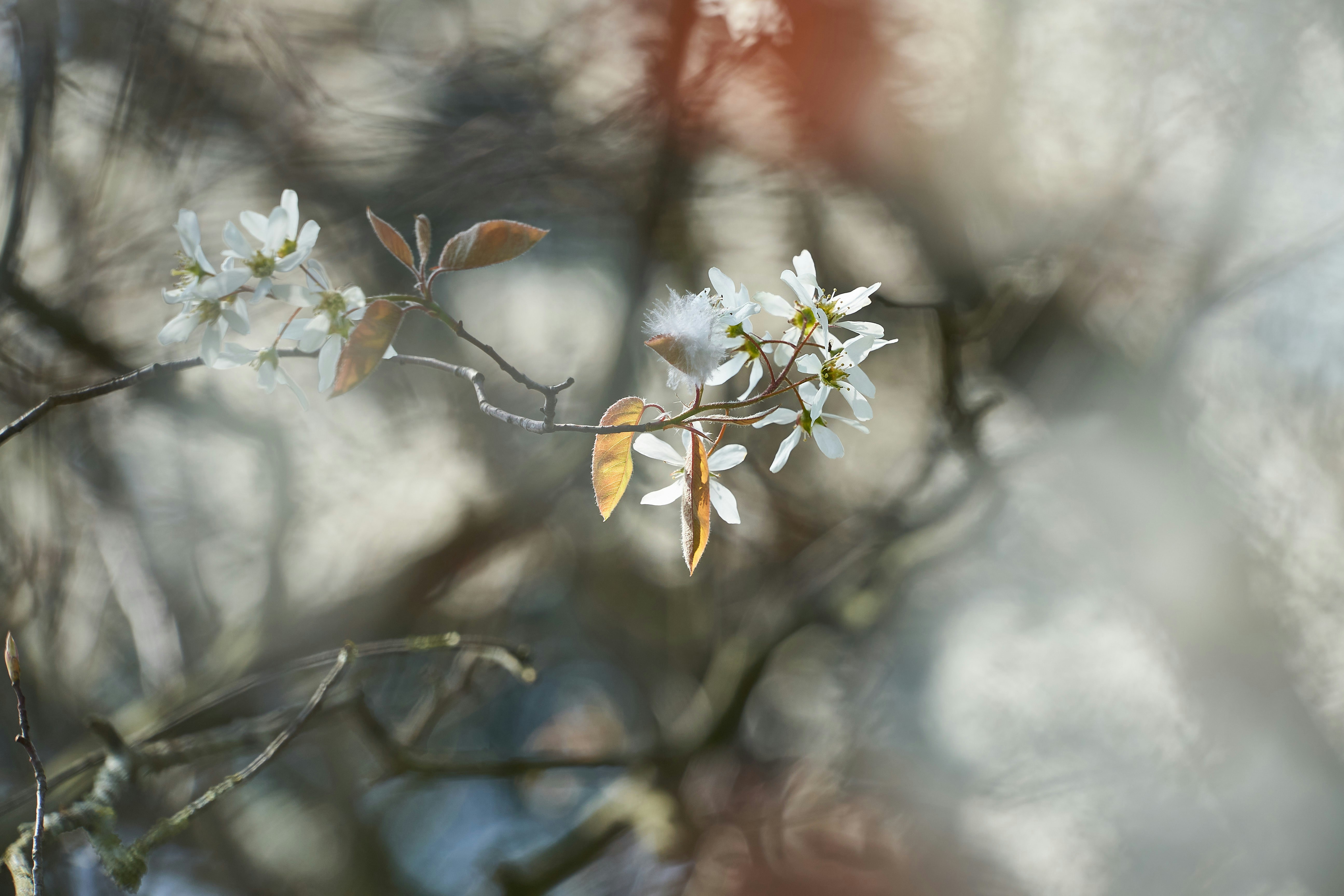 Photo by wolfgang_hasselmann