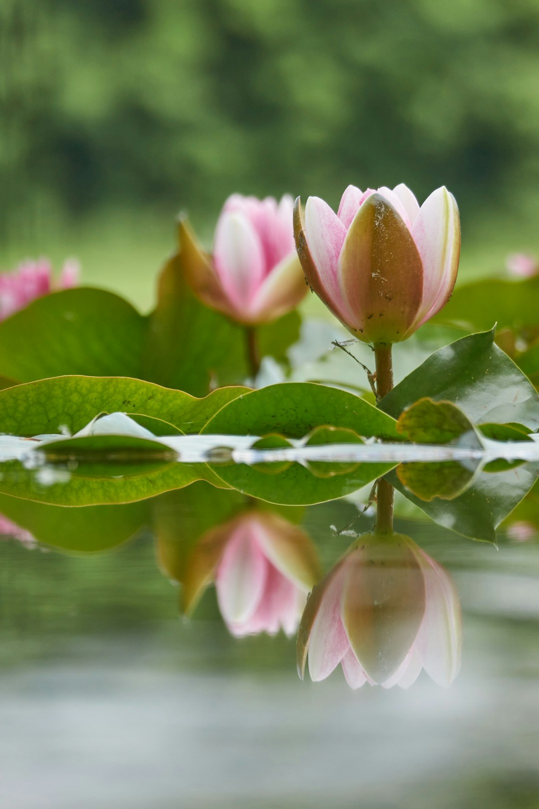 pink lotus flower in bloom during daytime