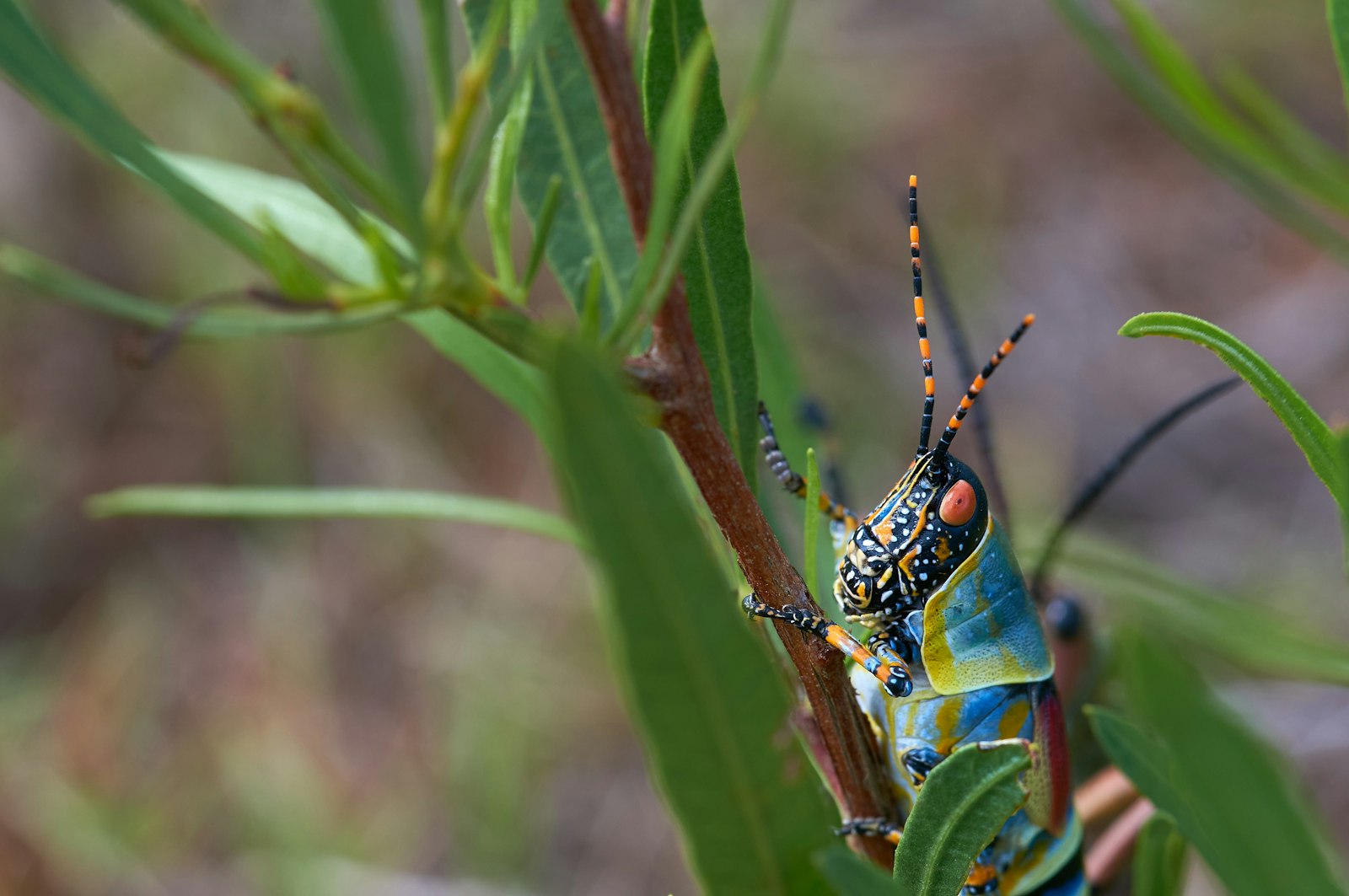 Sony Alpha NEX-6 + 90mm F2.8 Macro G OSS sample photo. Green and yellow grasshopper photography