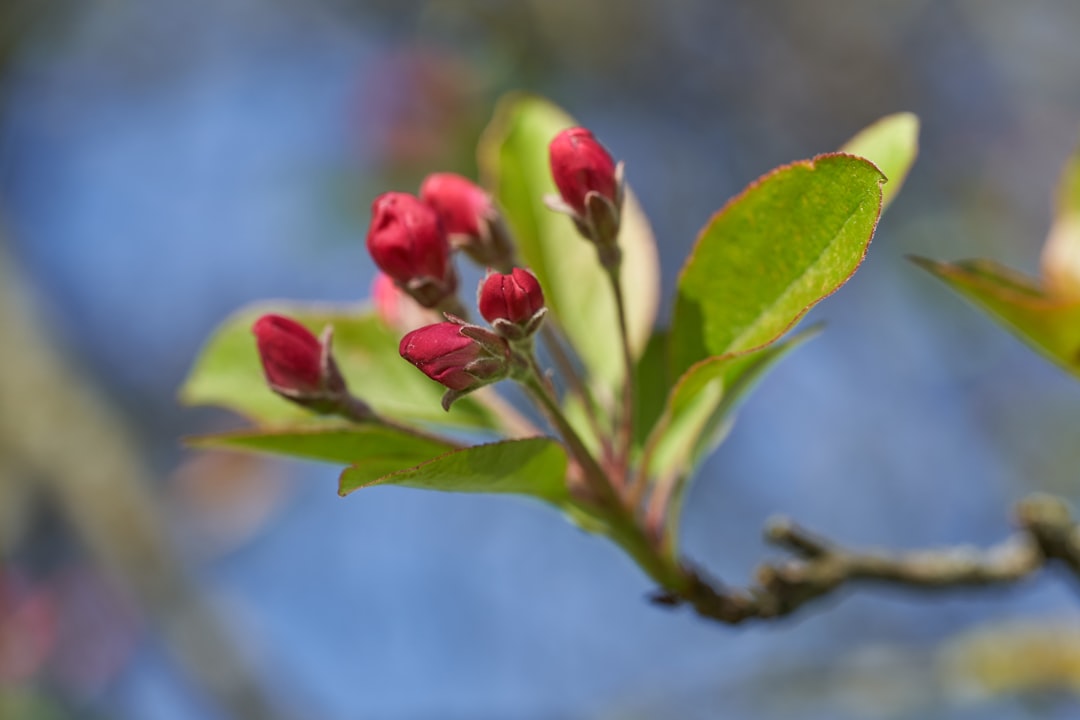 red and green flower bud in tilt shift lens
