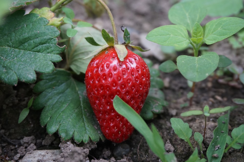 red strawberry fruit in close up photography