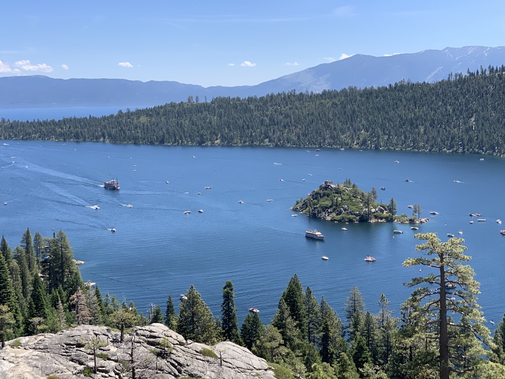 aerial view of green trees near body of water during daytime