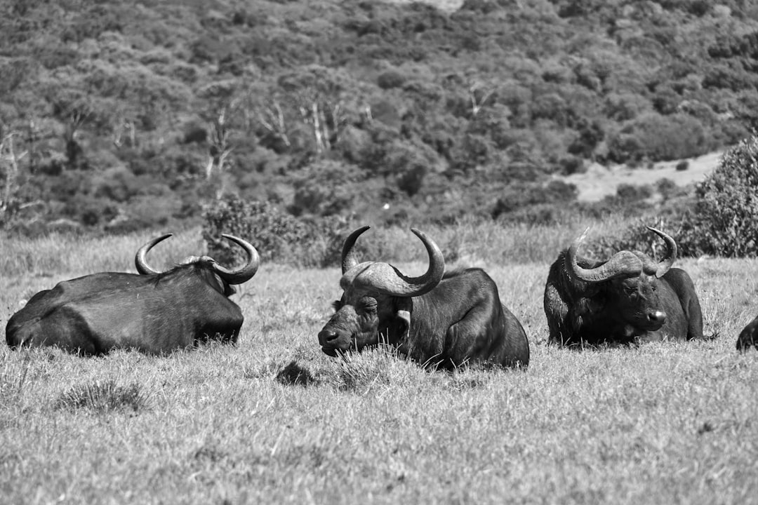 grayscale photo of water buffalo