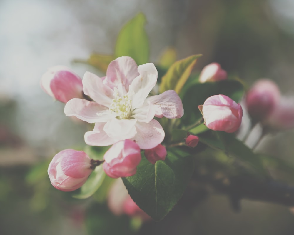 white and pink flower in tilt shift lens