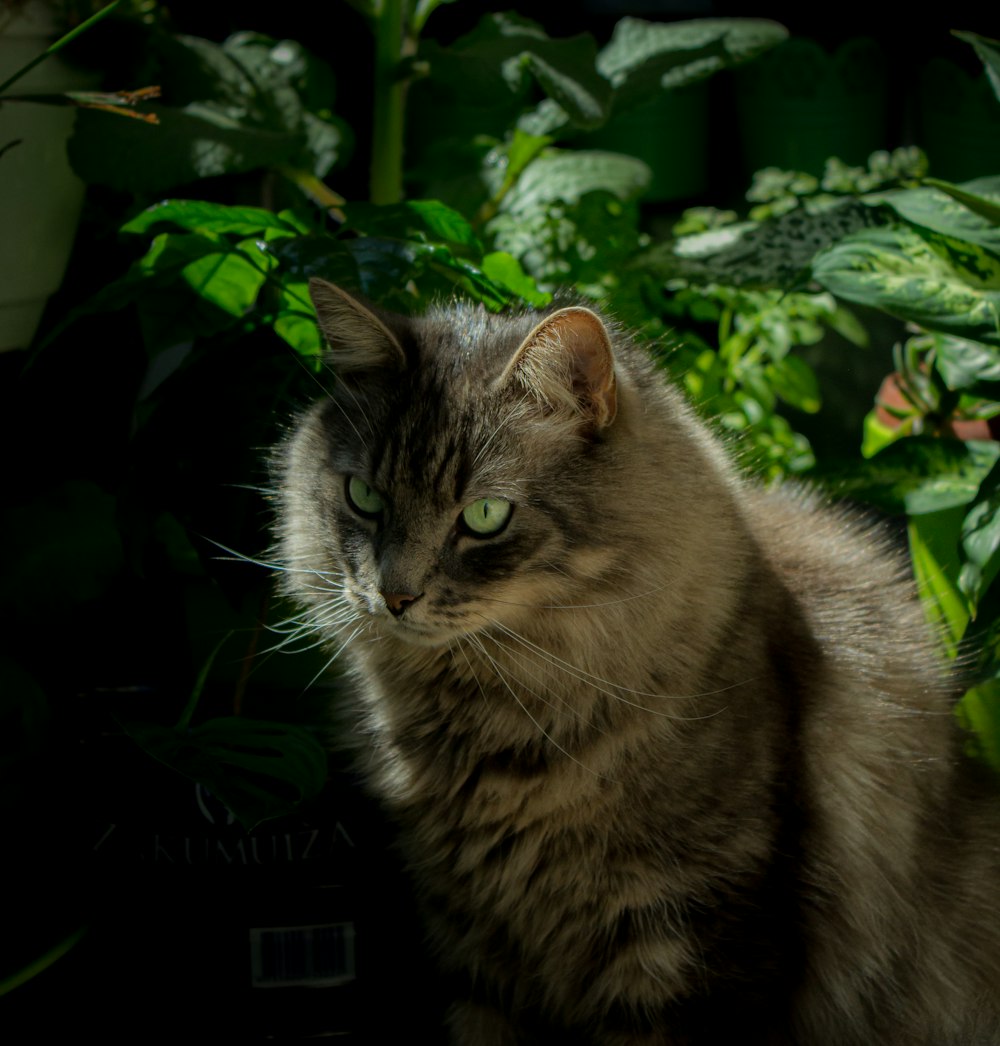 brown tabby cat on green plants