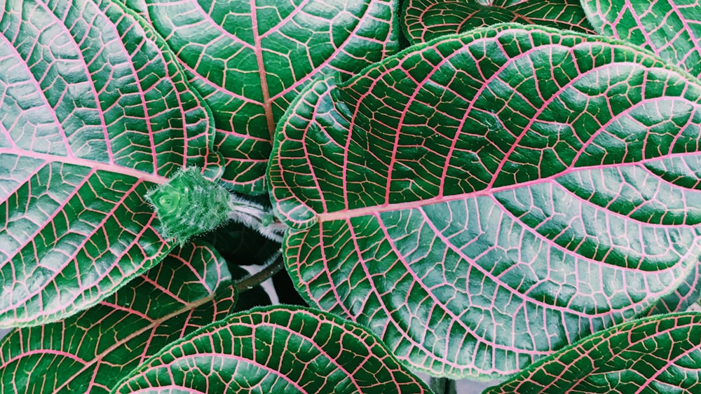 green leaf plant in close up photography