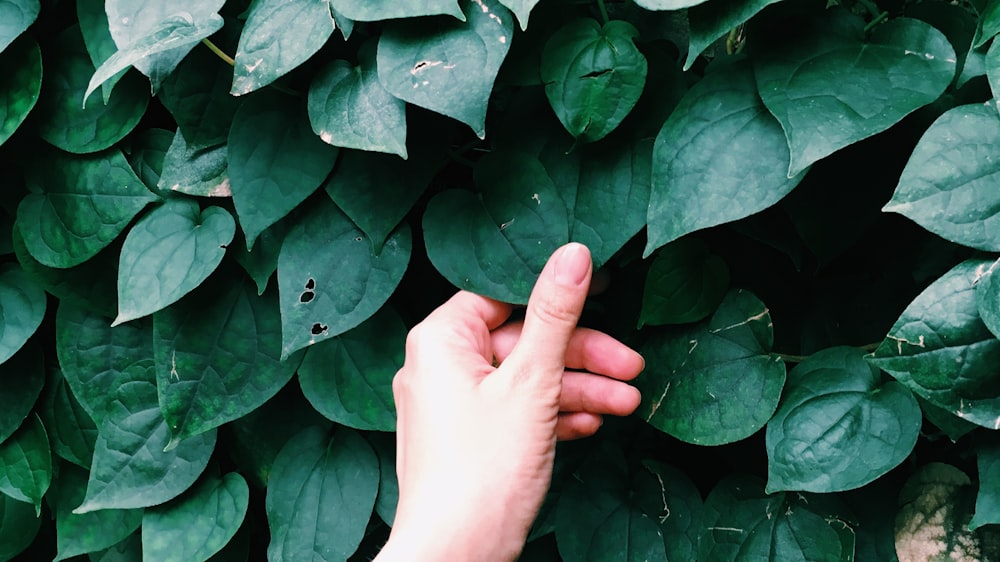 green leaves on persons hand