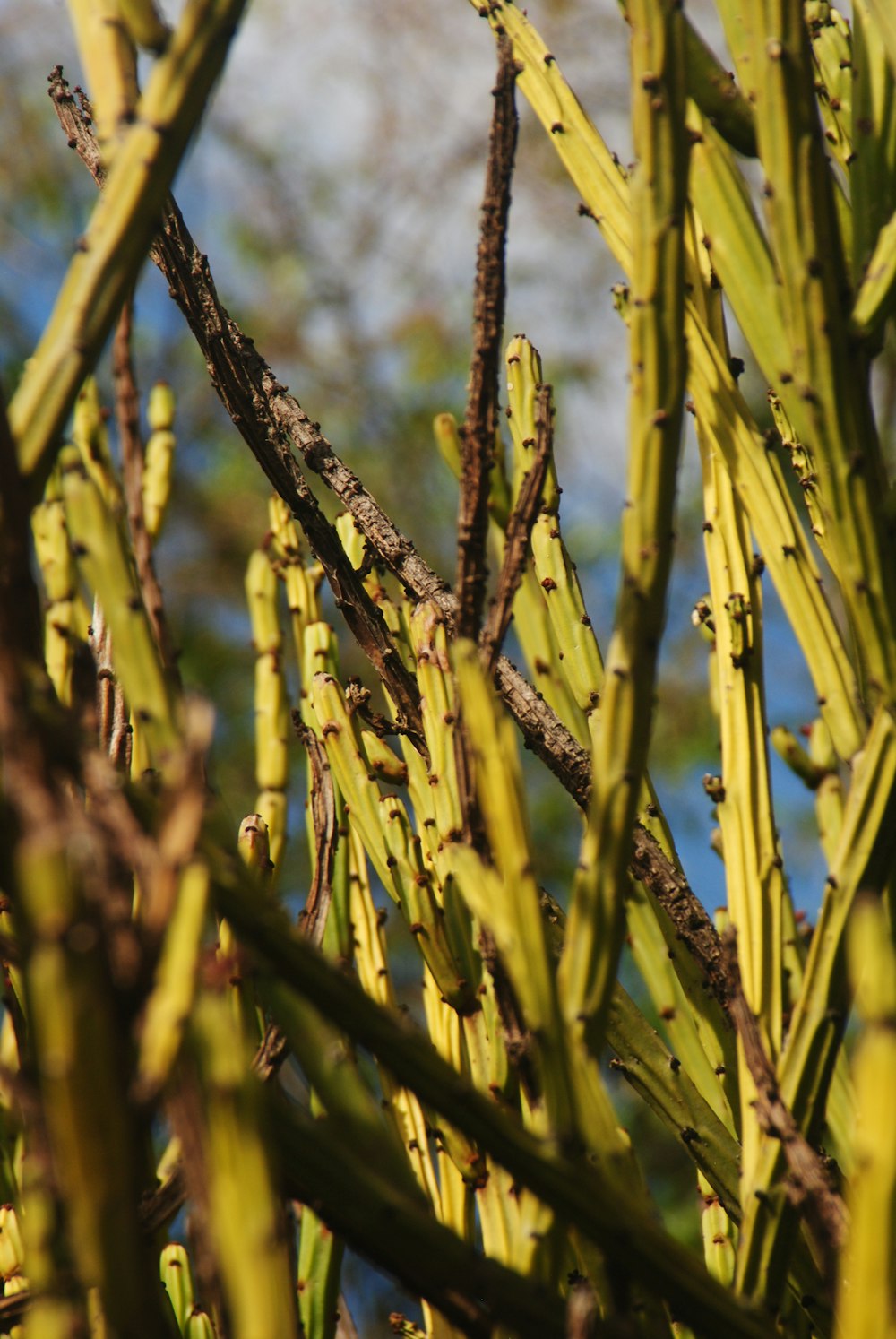 green and brown plant stem