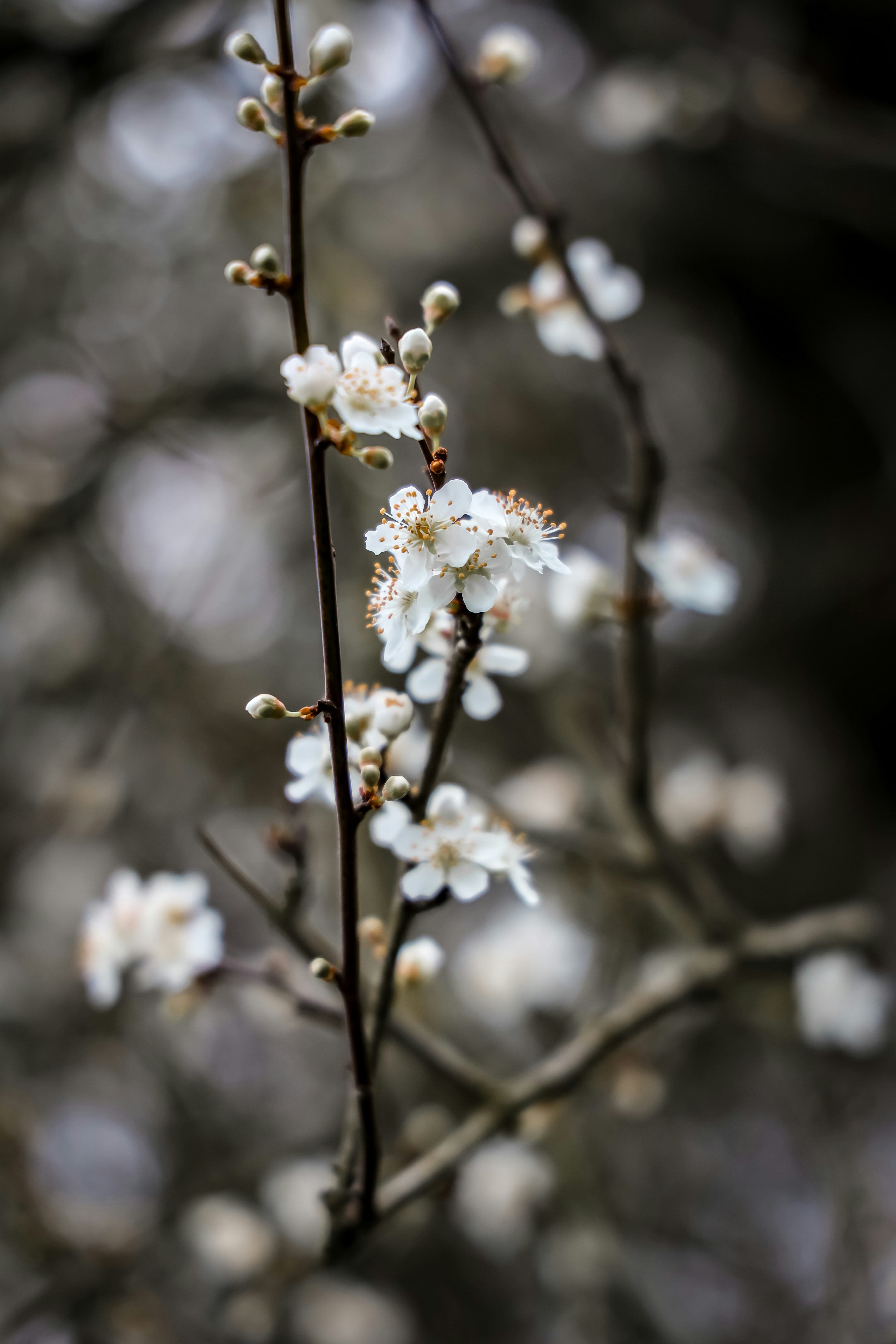 Photo by alessandrodantonio