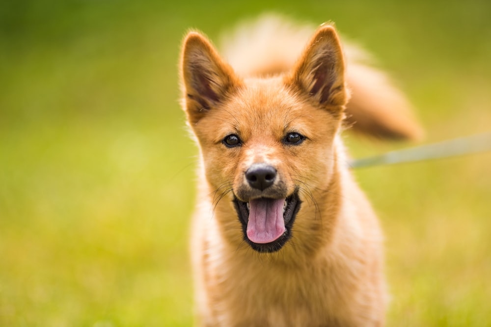 brown long coated dog on green grass field during daytime