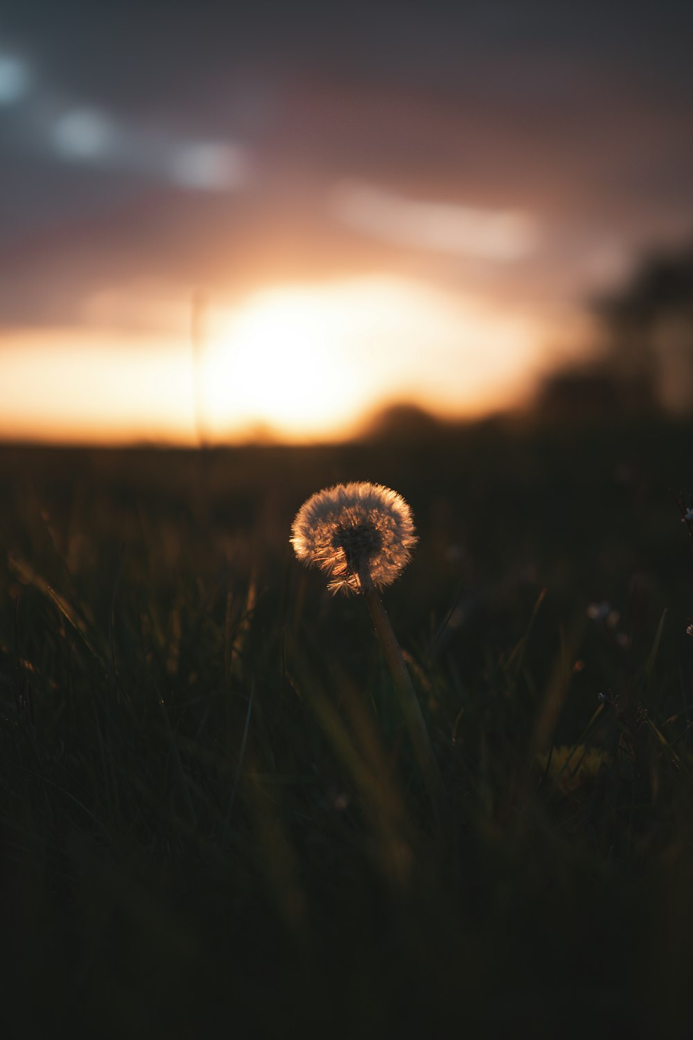 white dandelion in close up photography during sunset