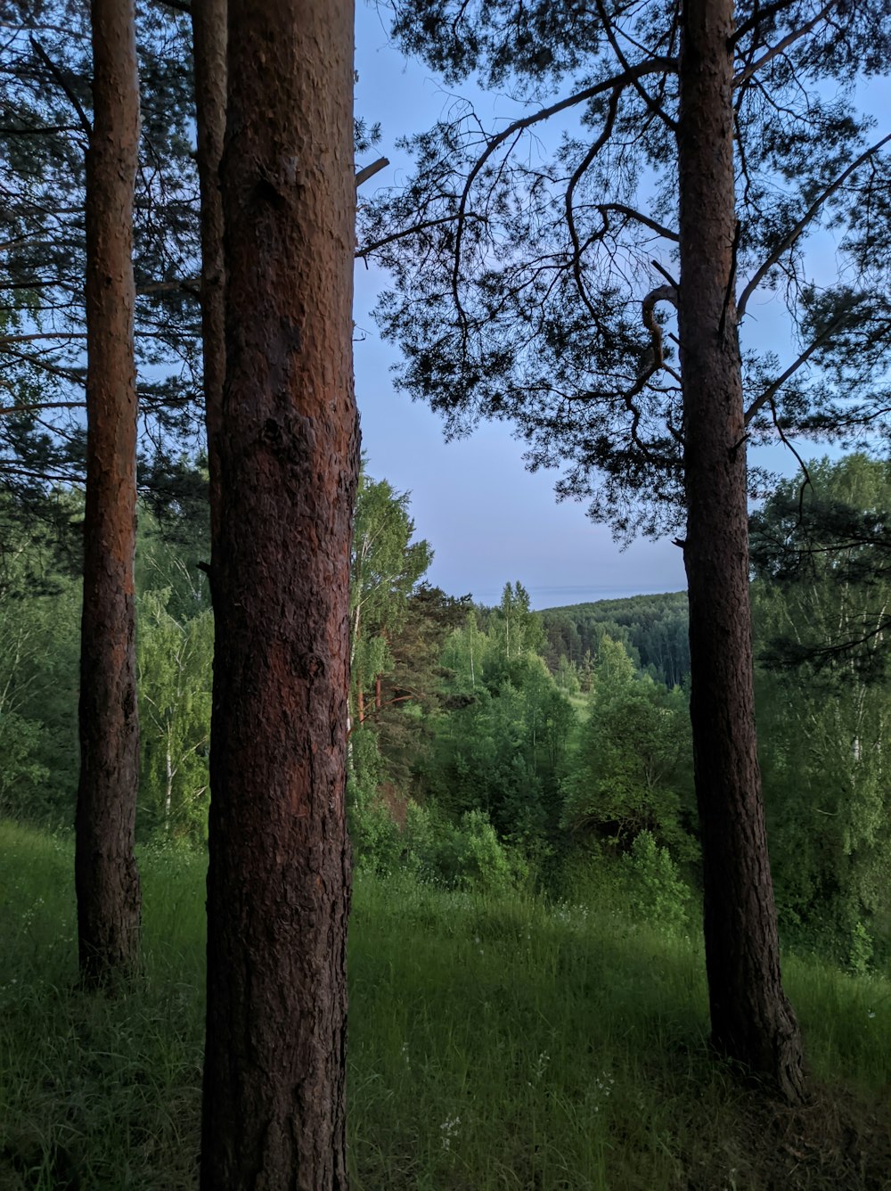 Árbol marrón en un campo de hierba verde durante el día