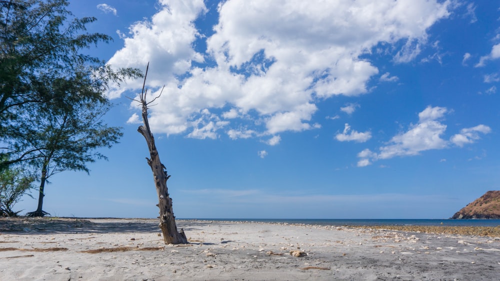 brown tree trunk on white sand beach during daytime