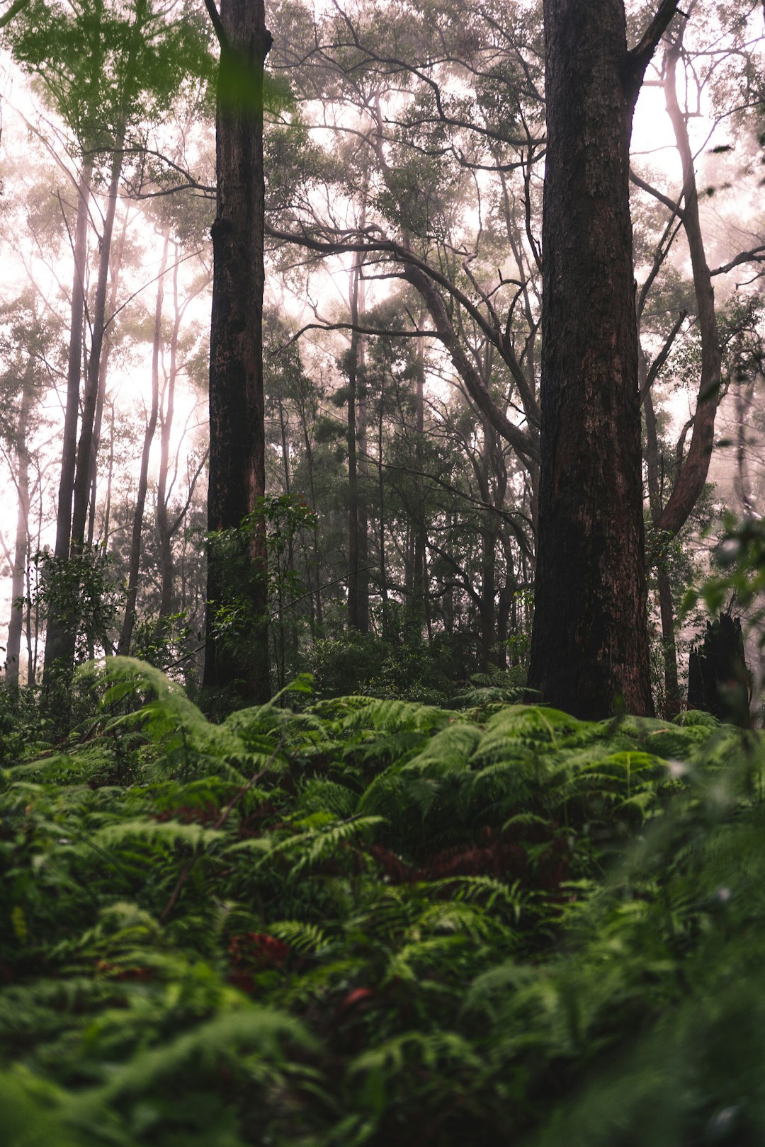 Forest photo spot Springbrook Mountain Springbrook QLD