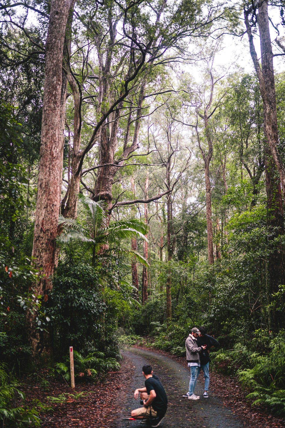 Forest photo spot Springbrook Mountain Palm Beach